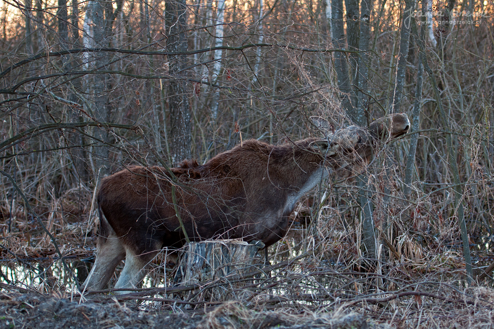 053_Biebrza - kwiecien 2013.jpg